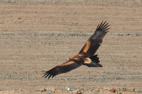 Lake Cowal - Wedge-tailed Eagle Kathy Tenison