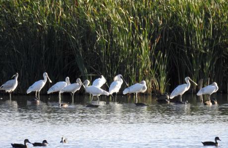 Spoonbills at Fivebough Kathy Tenison