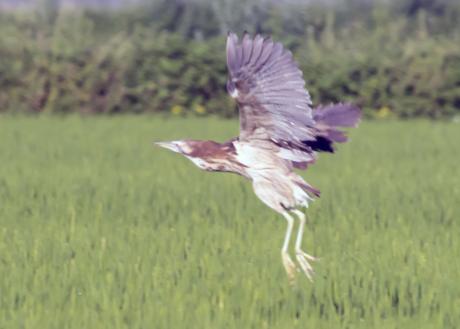 Australasian Bittern Graham Russell