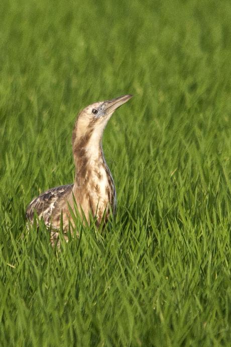 Australasian Bittern_Phillip Williams