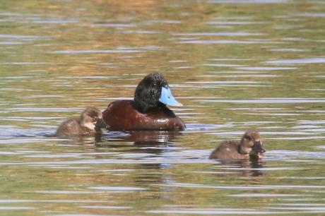 Blue-billed Duck Family Campbells_Phil Tenison