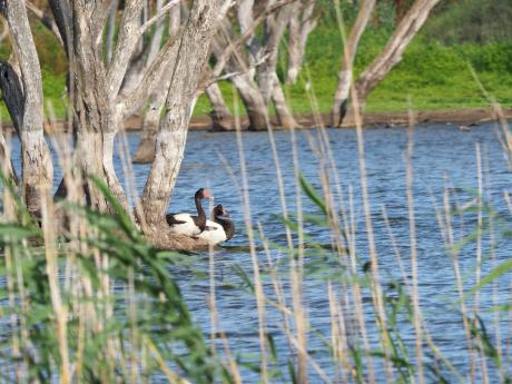 Magpie Geese_Nella Smith