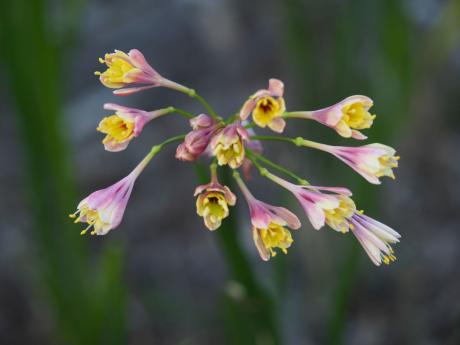 Garland Lily