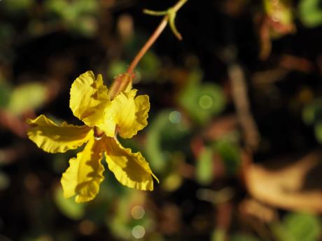 Goodenia