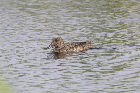 Freckled Duck non-breeding Campbel'ls Swamp - Phil Tenison