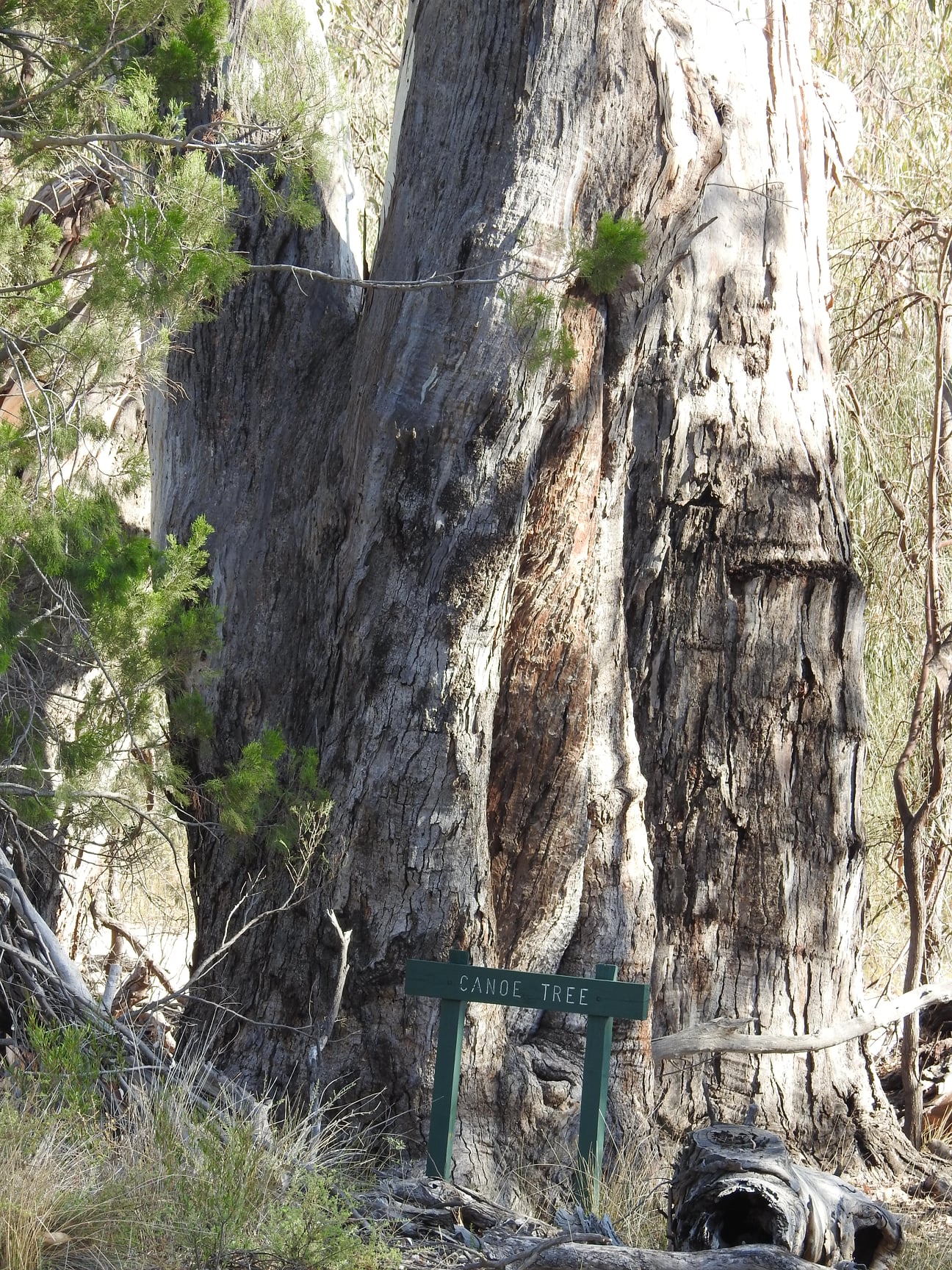 National Tree Day Canoe Tree