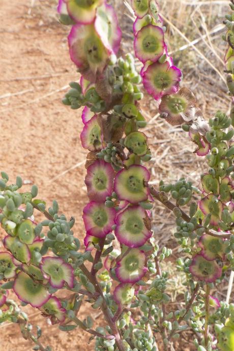 Pearl Bluebush Mariana sedifolia - Rowena Whiting