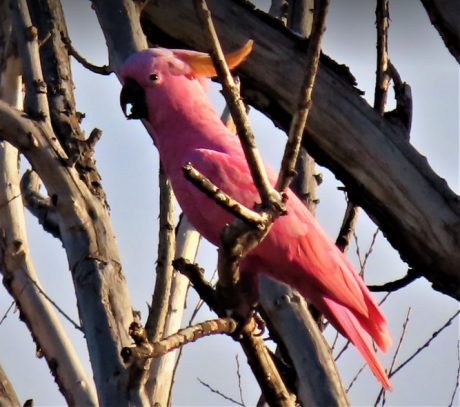 “Pink” Sulphur-crested Cockatoo_Anne Lepper