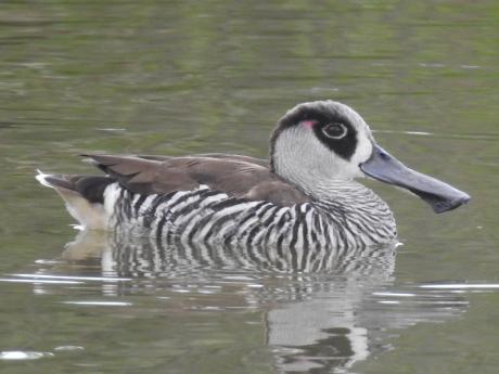 Pink-eared Duck_Kathy Tenison