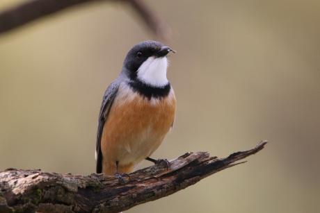 Rufous Whistler (Male) - Phil Tenison