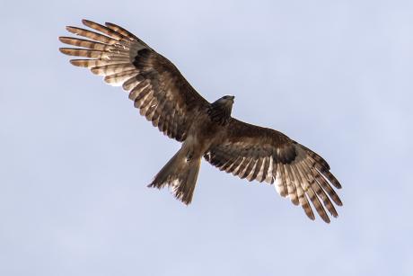 Square-tailed Kite - Phillip Williams