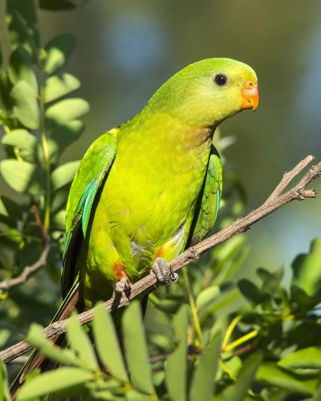 Superb Parrot Female_Phillip Williams