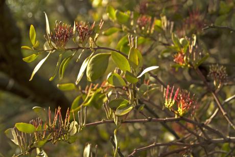  McCann Road Grey Mistletoe - Eric Whiting