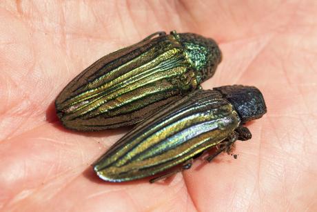 Jewel Beetles