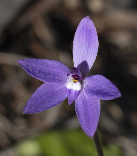 Waxlip Orchid Nella Smith