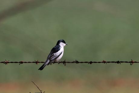 White-winged Triller_Male_Phil Tenison