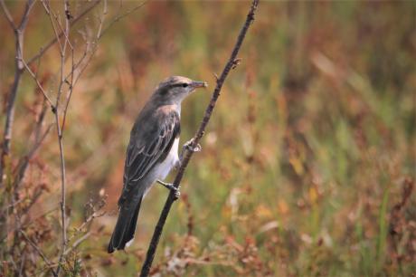 White-winged Triller_Female_Phil Tenison