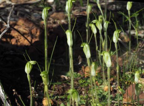 Dwarf Greenhoods_Nella Smith