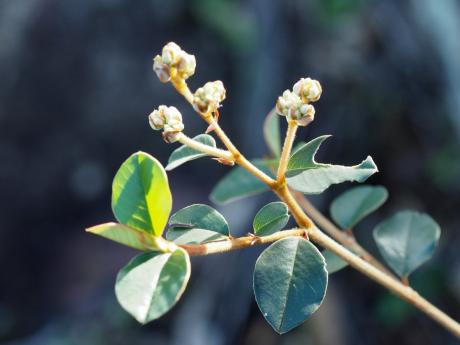 Pomaderris Flowering Buds - Nella smith