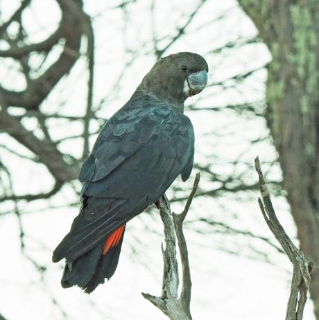 Glossy Black-Cockatoo - Nella Smith