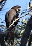 Glossy Black Cockatoo - image via Wikimedia Commons