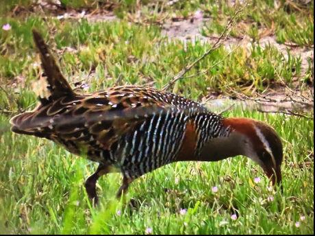 Buff-banded Rail - Anne Lepper