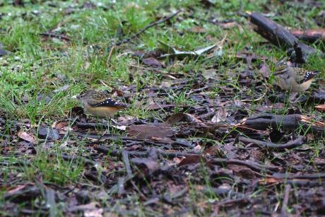 Spotted Pardalote feeding on ground
