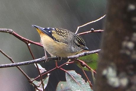 Spotted Pardalote Female