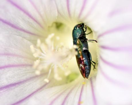 Jewel Beetle (Family: Buprestidae) on an Austral Hollyhock Lavatera plebela flower - Nick May.