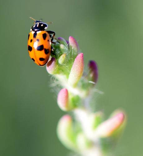 Two spotted Lady bird, Adalia bipuncata (Family: Coccinellidae) - Nick May
