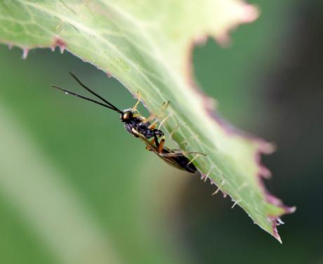 Type of wasp so Hymenoptera: Apocrita - Nick May