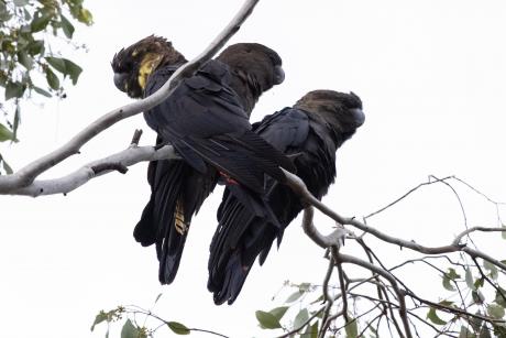 Glossy Black-Cockatoo Leeton Graham Russell