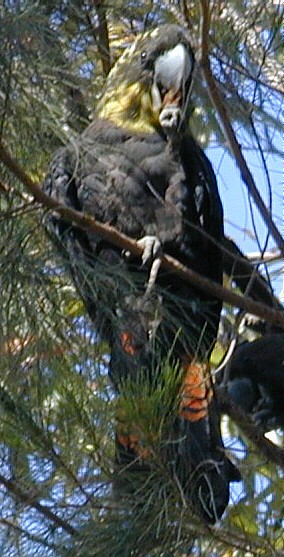 Glossy Black-Cockatoo Female - Note the irregular blotches on the neck