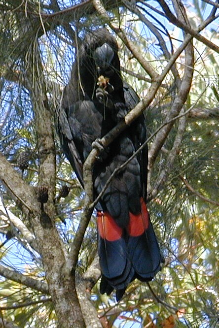 Glossy Black-Cockatoo - Male