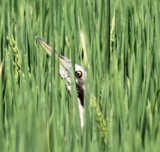 bittern-in-rice-Matt-Herring