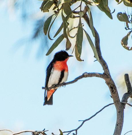 Mistletoebird 