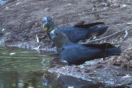 Glossy Black-Cockatoos - Griffith Nella Smith