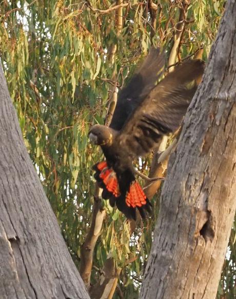 Glossy Black-Cockatoo - Nella Smith