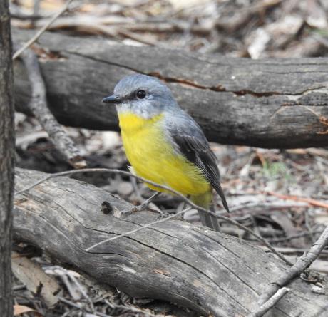 Eatern Yellow Robin