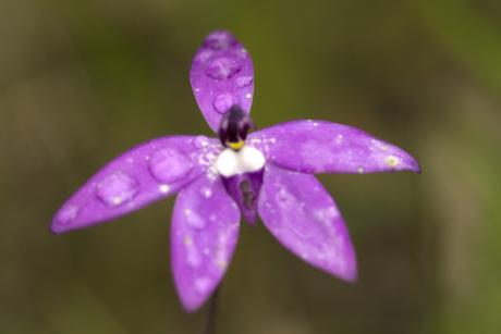 Waxlip Orchid