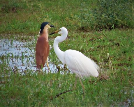 Night Heron and Egret - Anne Lepper 2022