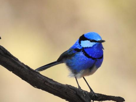 Splendid Fairy-wren - Kathy Tenison