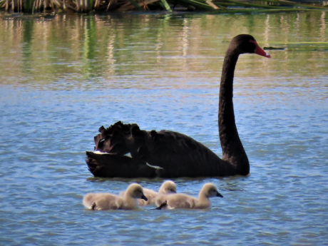 Black Swan and cygnets Fivebough - Anne Lepper