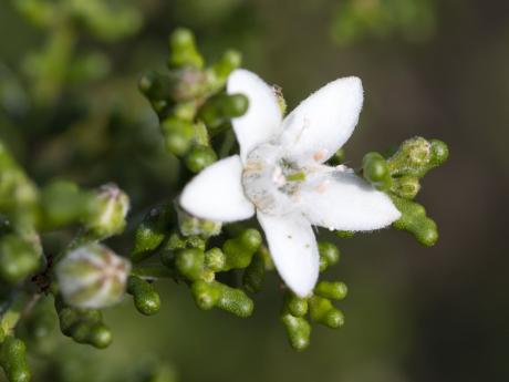 Waxflower - Rowena Whiting