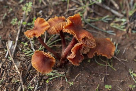 Fungi - Rowena Whiting